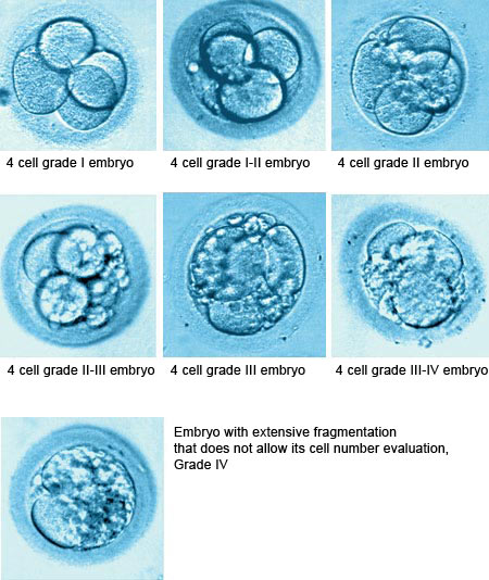 4-cell embryos